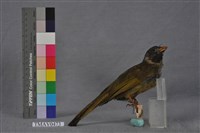 藏品(白環鸚嘴鵯)的圖片